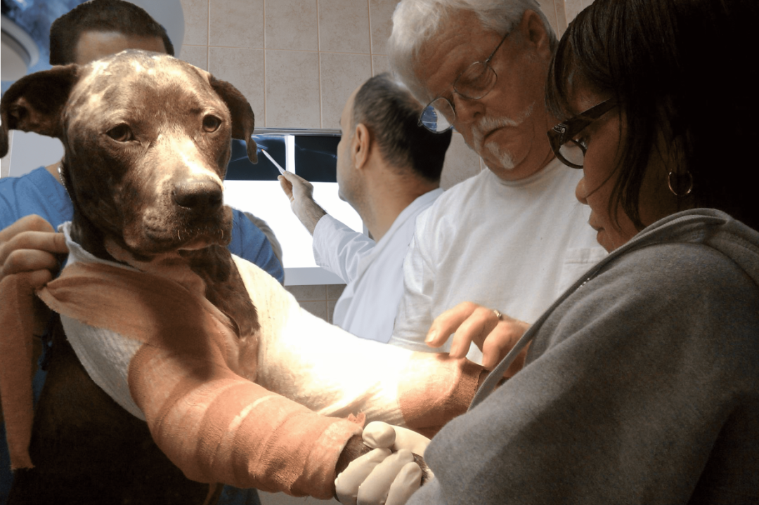 Our 24hour Emergency Animal Hospital in Broward County